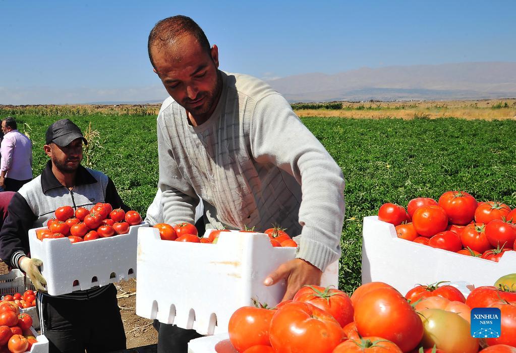 Farmers harvest tomatoes on farmland in countryside of Damascus, Syria