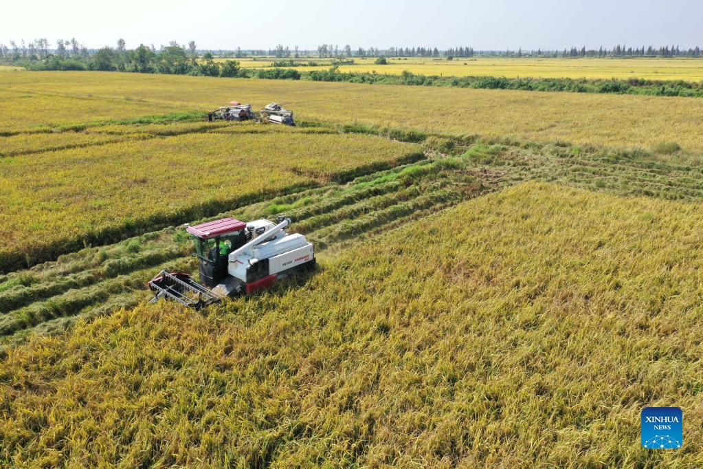 Rice harvested in Nanchang, Chongqing