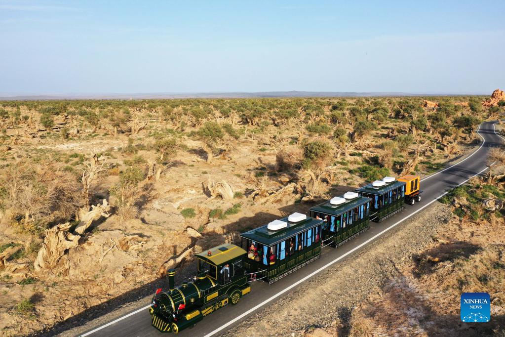 Tourists visit desert poplar forest in Xinjiang