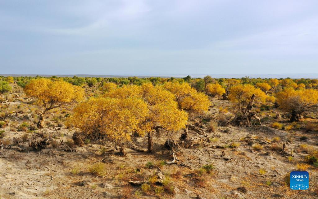Tourists visit desert poplar forest in Xinjiang