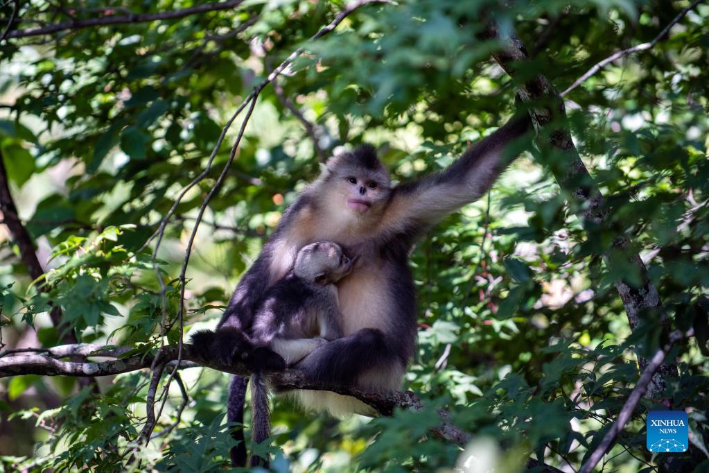 Number of Yunnan golden hair monkeys rises