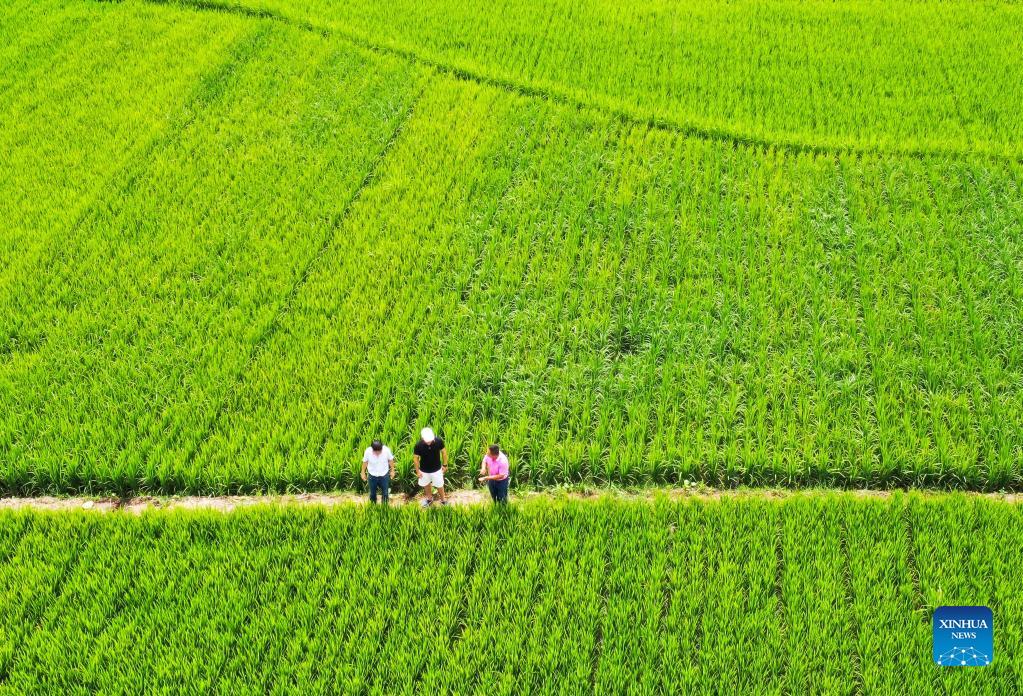 Pic story of rice farmer in Guizhou