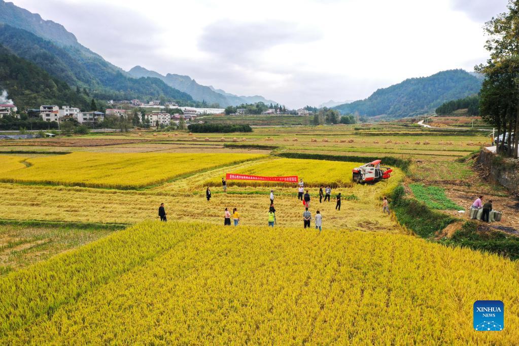 Pic story of rice farmer in Guizhou