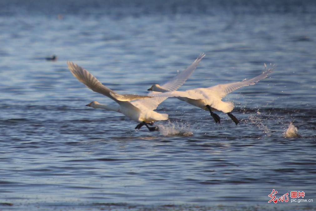Migrating whooper swans reached E China’s Shandong