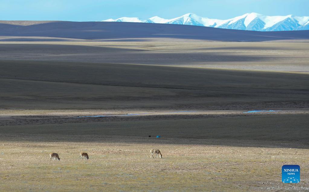Ecological system improves in Sanjiangyuan National Park in Qinghai