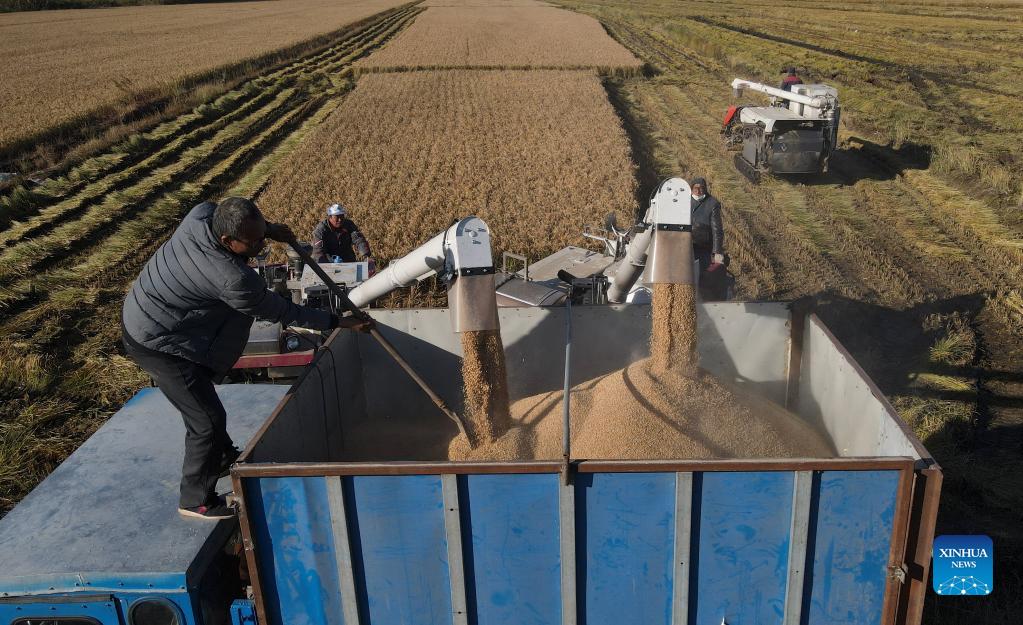 Farmers embrace harvest in north China