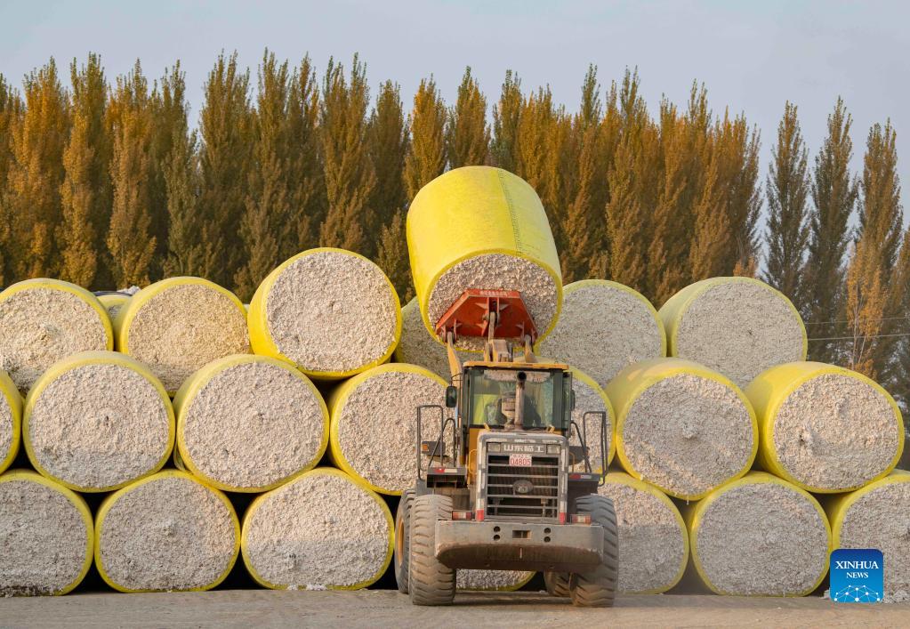 In pics: cotton harvest season in Xinjiang
