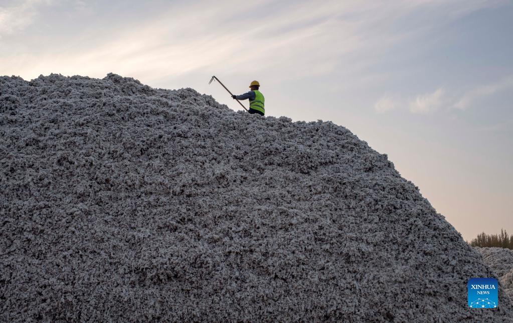 In pics: cotton harvest season in Xinjiang