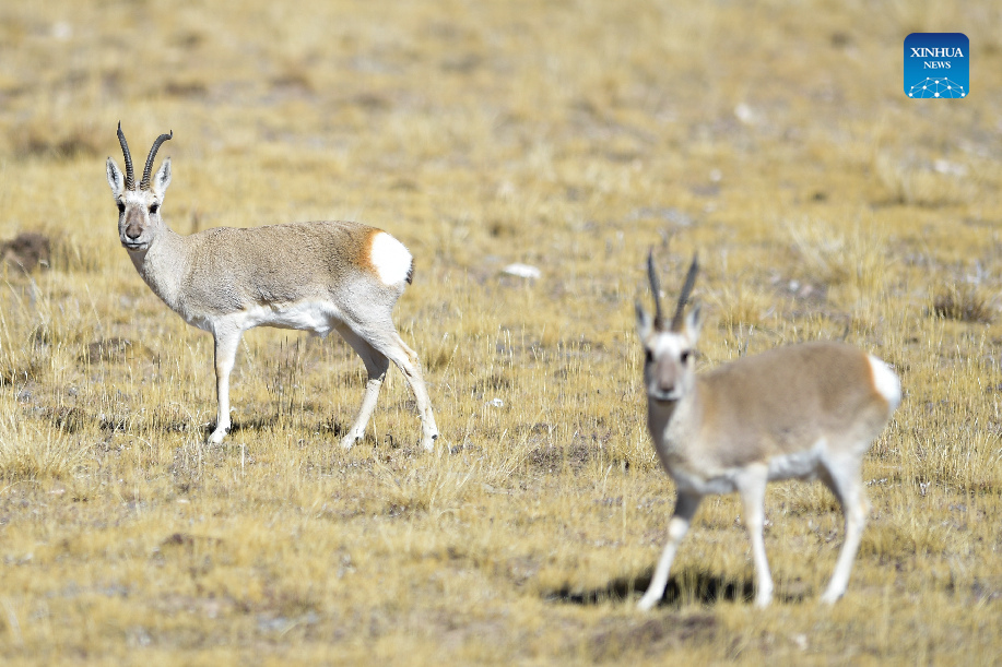 In pics: wild animals at Sanjiangyuan National Park in Qinghai