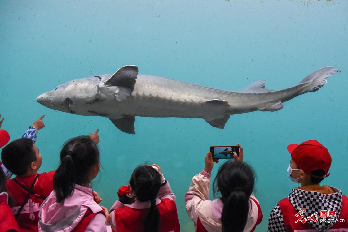 Artificial breeding technology of Chinese sturgeon having new progress