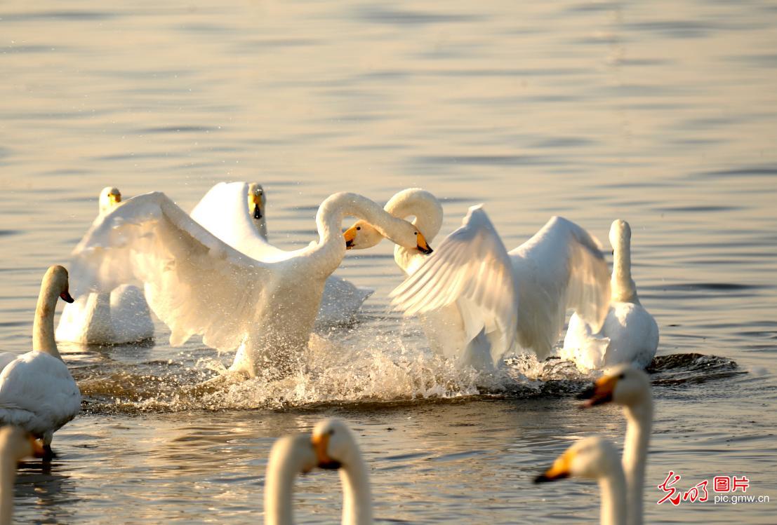 Whooper swans wintering in E China's Shandong Province