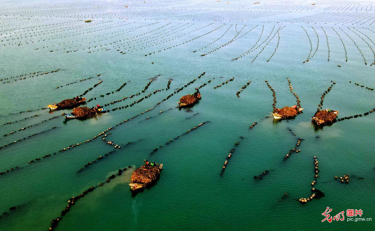 Ecological aquaculture industry well developed in E China's Shandong Province