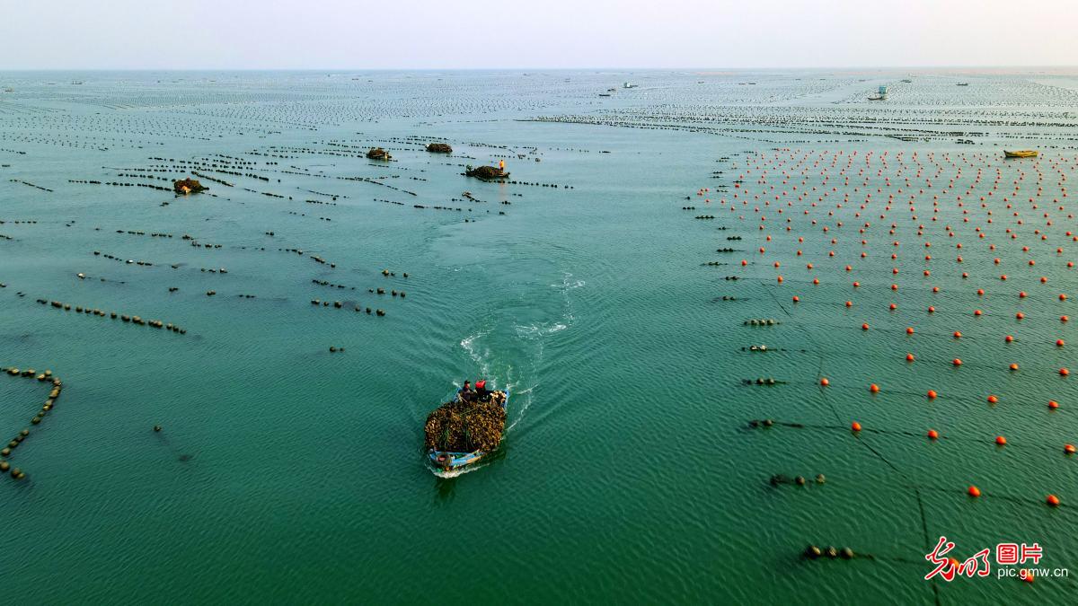Ecological aquaculture industry well developed in E China's Shandong Province Ecological aquaculture industry well developed in E China's Shandong Province