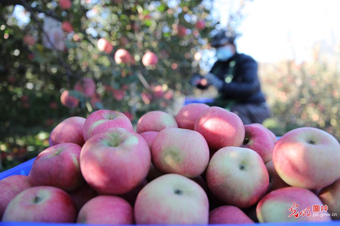 E-commerce helping to sell apples in N China's Hebei Province