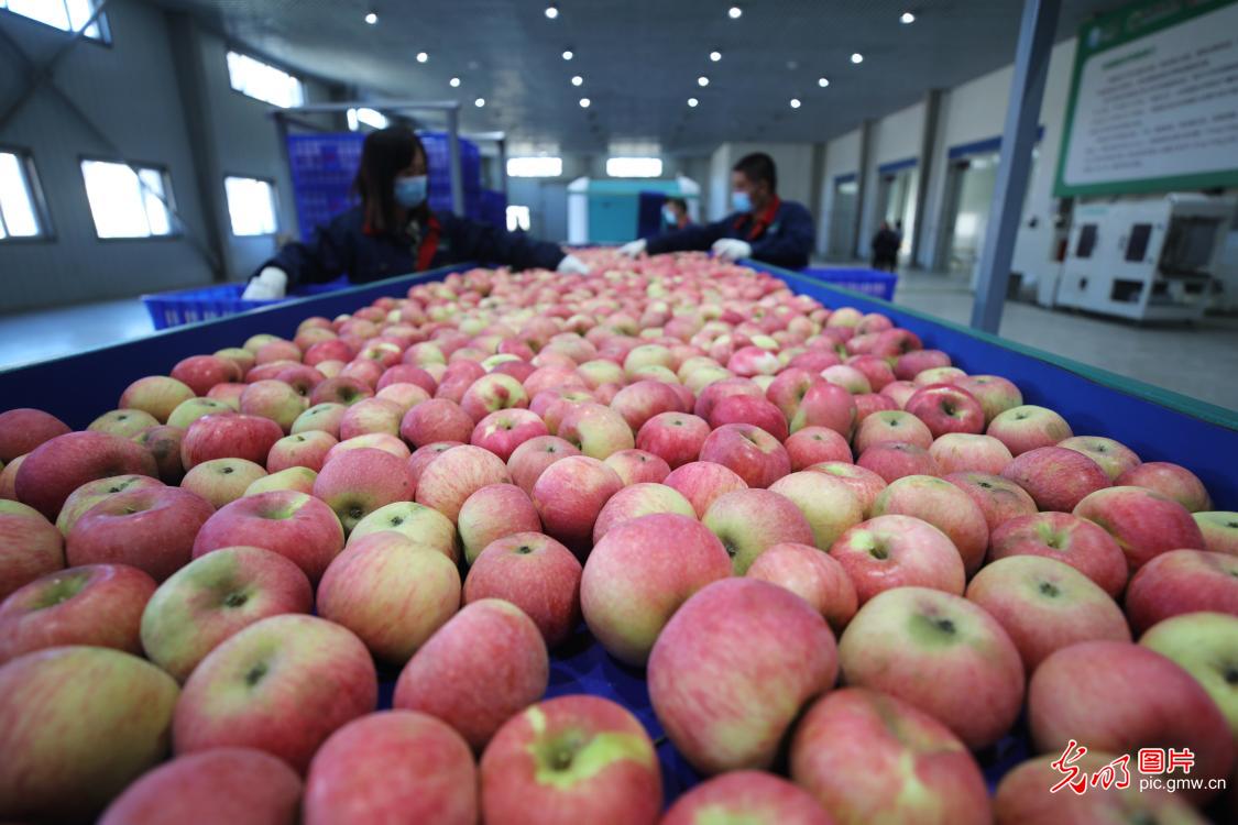 E-commerce helping to sell apples in N China's Hebei Province