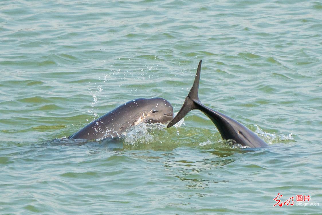 Biodiversity effectively protected as ecological environment improved in China
