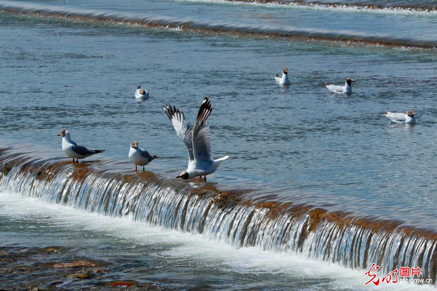 Biodiversity effectively protected as ecological environment improved in China