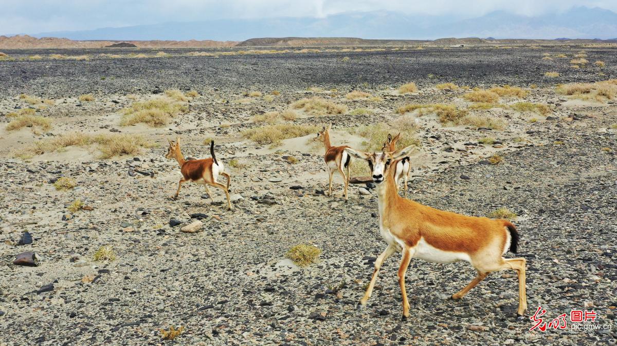 Biodiversity effectively protected as ecological environment improved in China