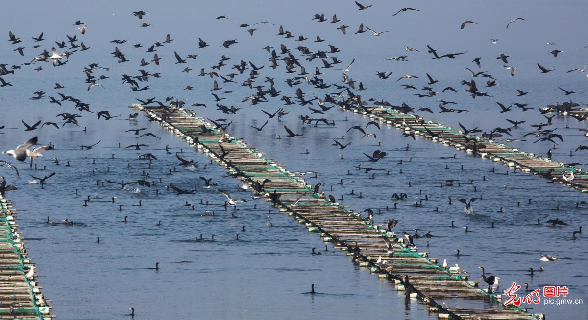 Biodiversity effectively protected as ecological environment improved in China