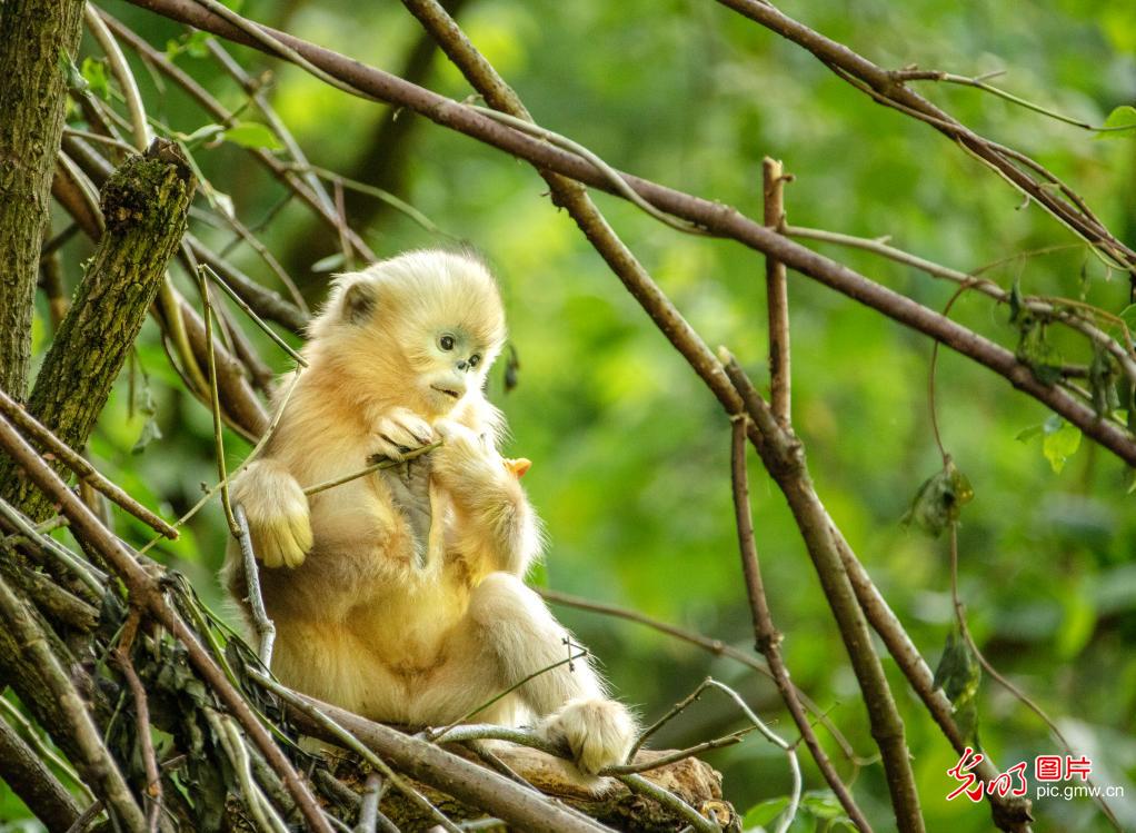 Biodiversity effectively protected as ecological environment improved in China