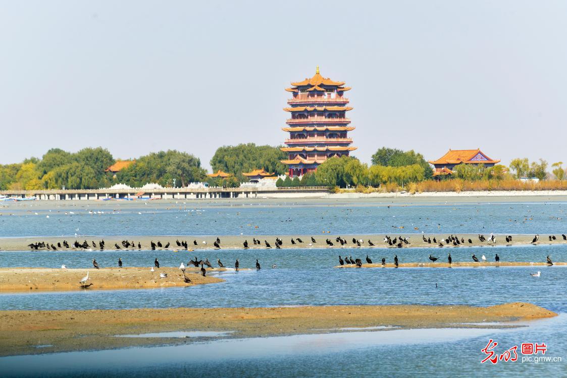 Biodiversity effectively protected as ecological environment improved in China
