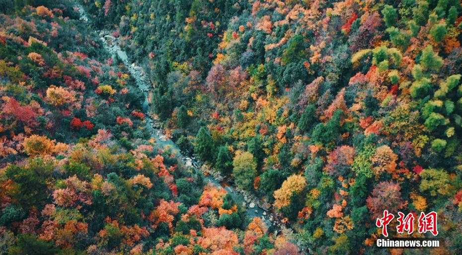 The forest in Yuexi, Anhui province is colorful