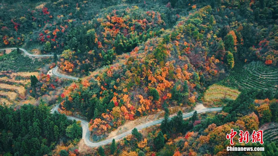 The forest in Yuexi, Anhui province is colorful