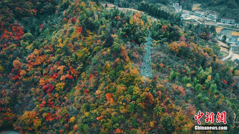 The forest in Yuexi, Anhui province is colorful