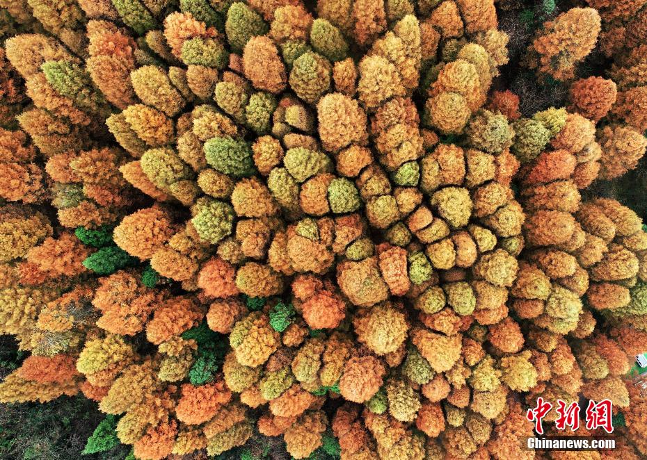 Half of spring and half of autumn are seen in Wuling Mountain National Forest Park