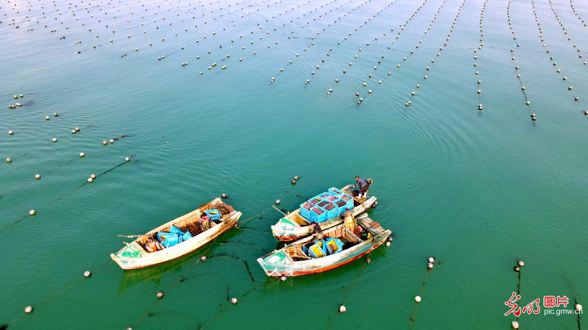 People cultivating kelp seedlings in E China's Rongcheng, Shandong Province