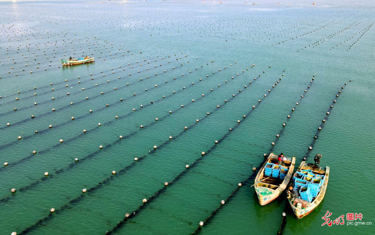 People cultivating kelp seedlings in E China's Rongcheng, Shandong Province