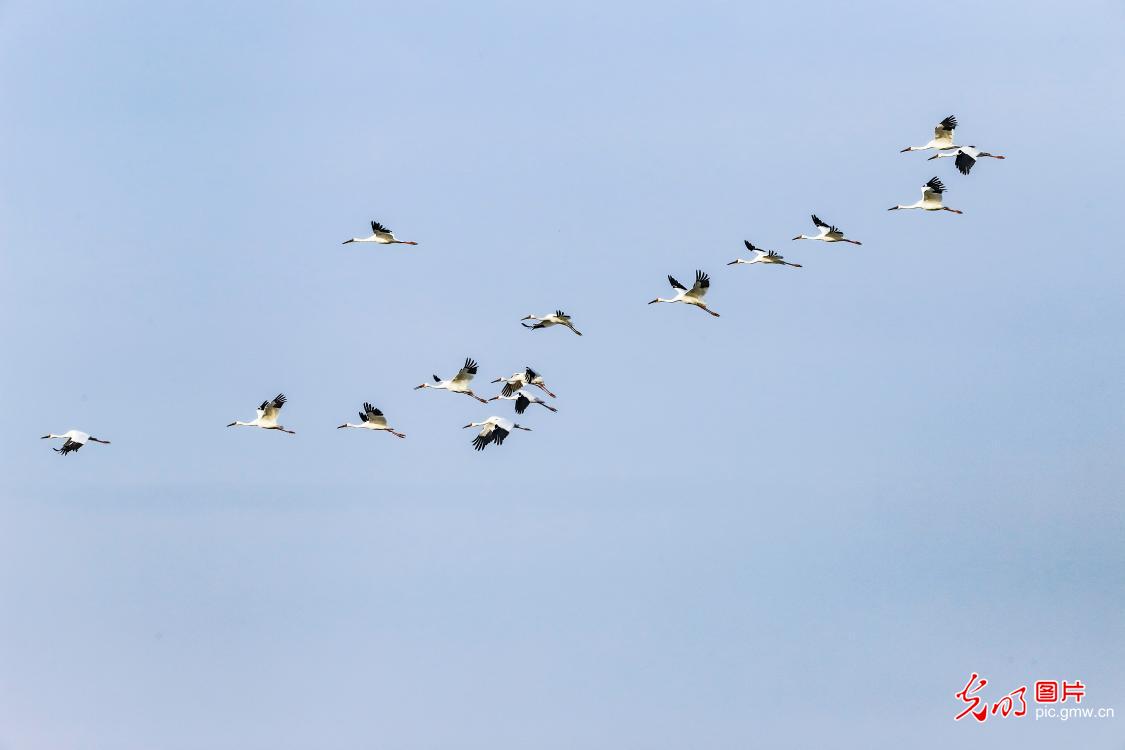 Migratory birds spend winter at China’s largest freshwater lake