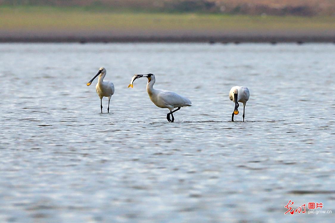 Migratory birds spend winter at China’s largest freshwater lake