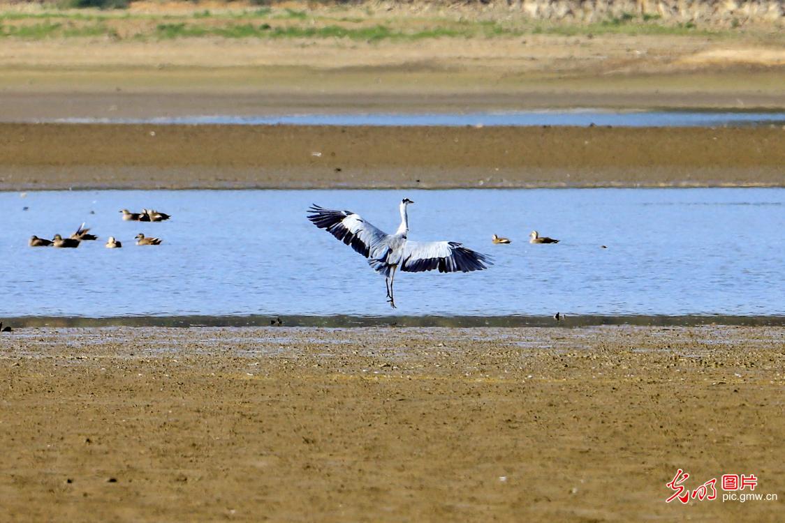 Migratory birds spend winter at China’s largest freshwater lake