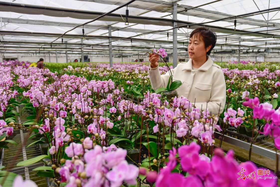 Qingzhou city of Shandong Province: flower farmers busy as winter arrives