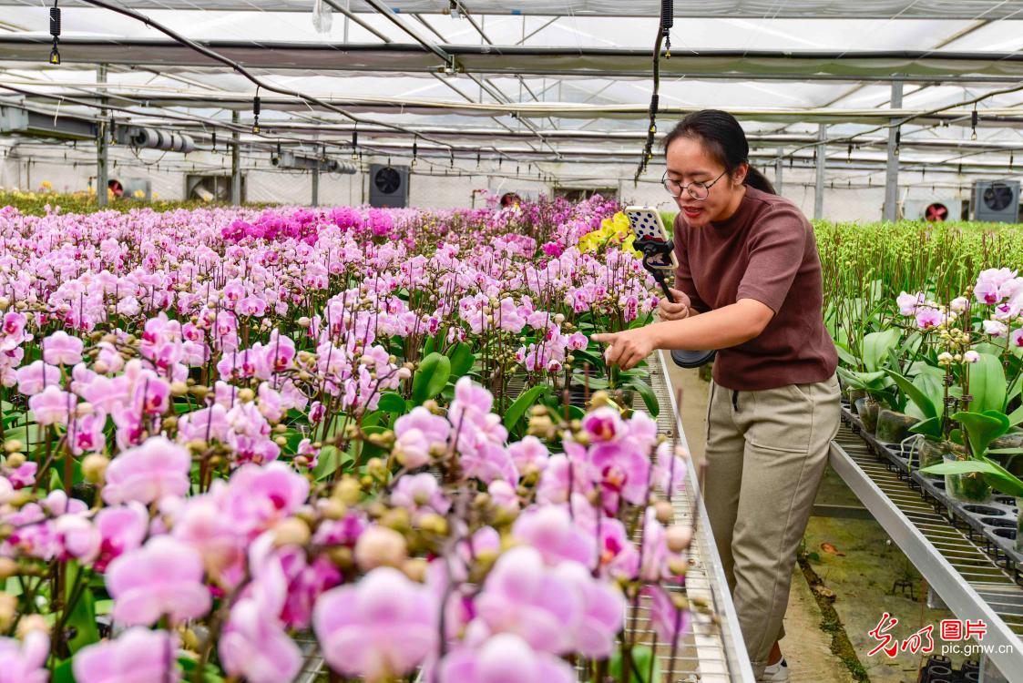 Qingzhou city of Shandong Province: flower farmers busy as winter arrives