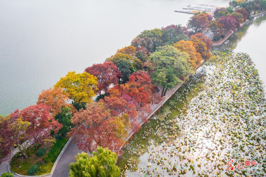 Xuanwu Lake in Nanjing city showcases beautiful autumn scenery