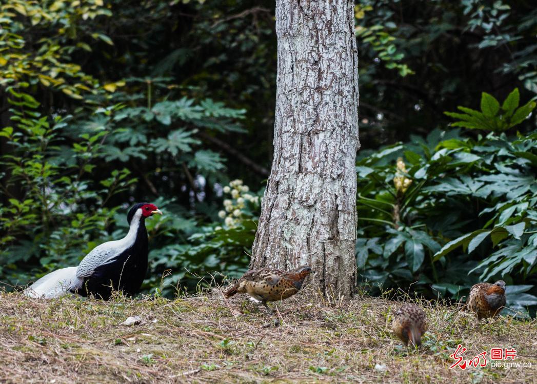 Wild animal silver pheasant appears in Wuhu city