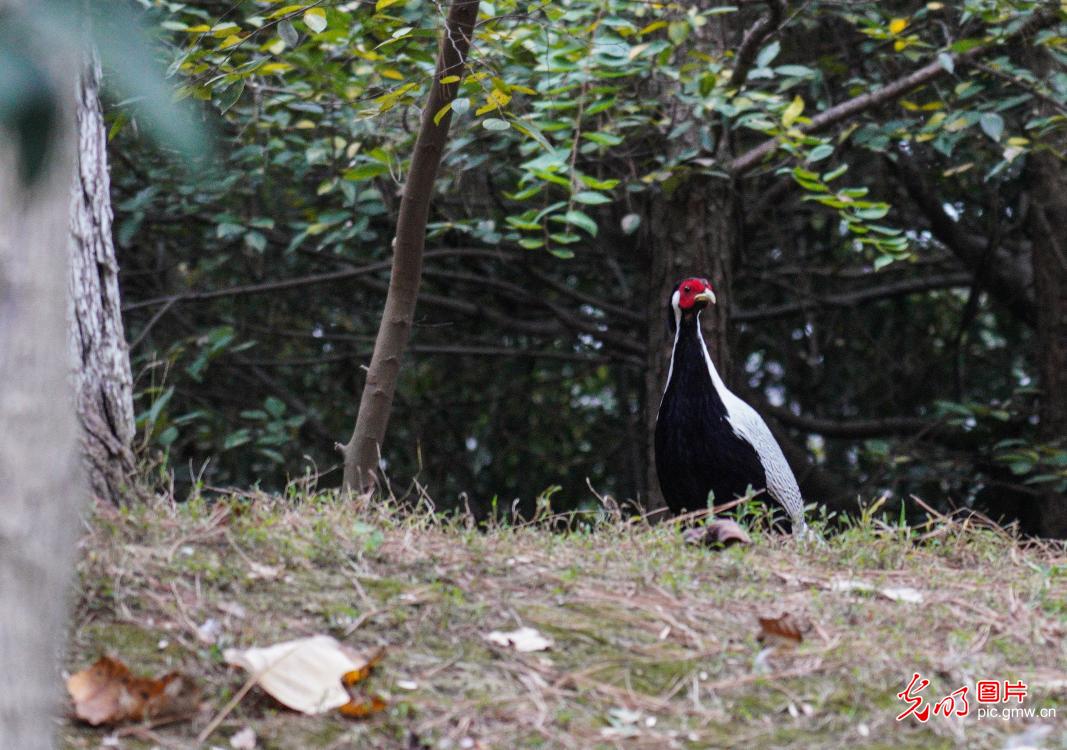 Wild animal silver pheasant appears in Wuhu city