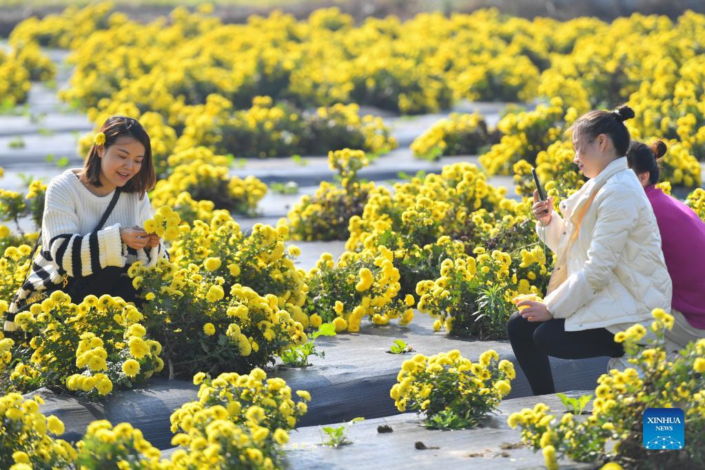 Villagers harvest chrysanthemums in central China's Hunan