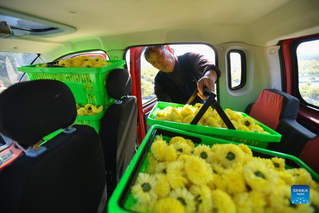Villagers harvest chrysanthemums in central China's Hunan