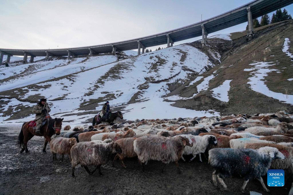 Herders move livestock to winter pastures in China's Xinjiang