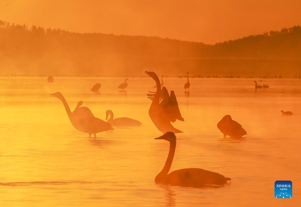 Whooper swans in Shandong's Rongcheng