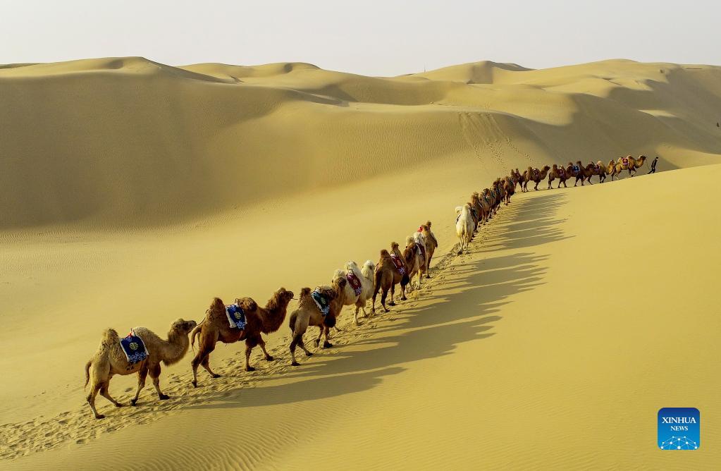 Camels seen in Kubuqi Desert, Inner Mongolia