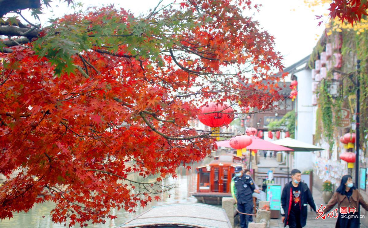 Ancient street blanketed by flaming maple leaves in SE China's Suzhou