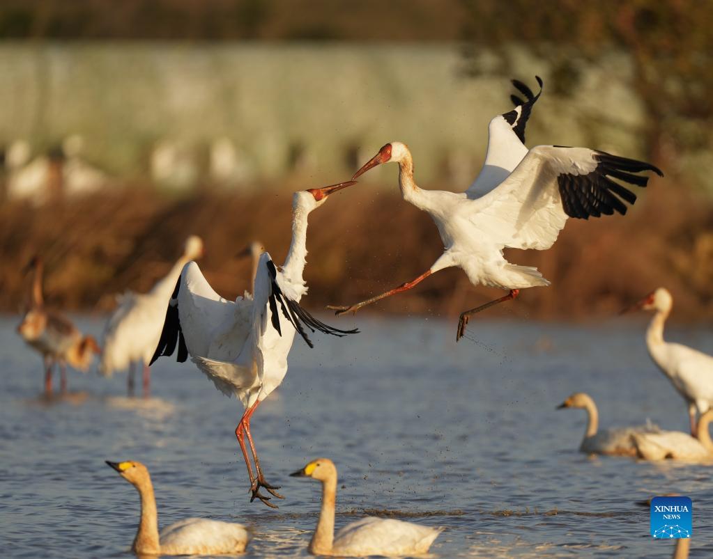 Numerous migratory birds arrive in wetland by Poyang Lake