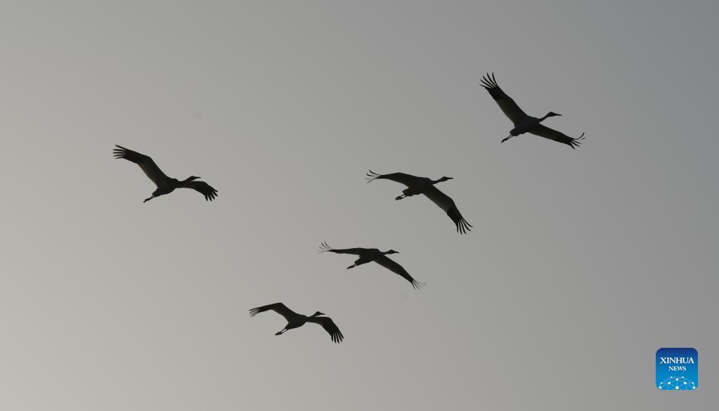 Numerous migratory birds arrive in wetland by Poyang Lake