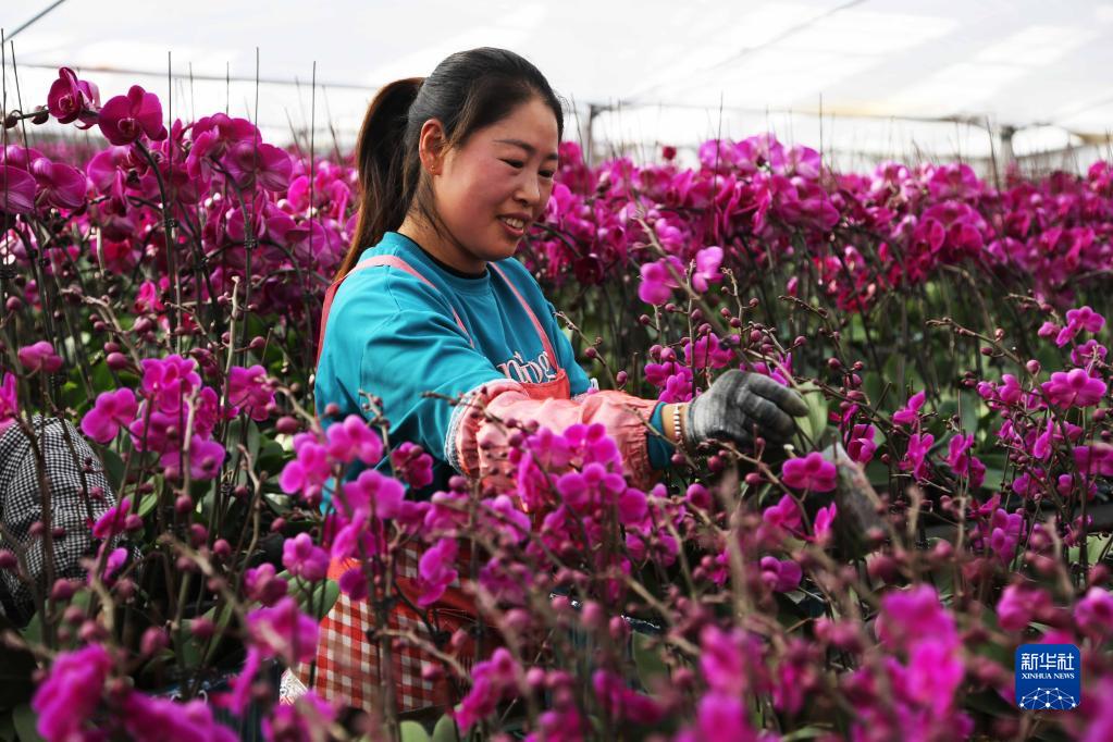 Phalaenopsis flowers in full blossom in Lintao, NW China