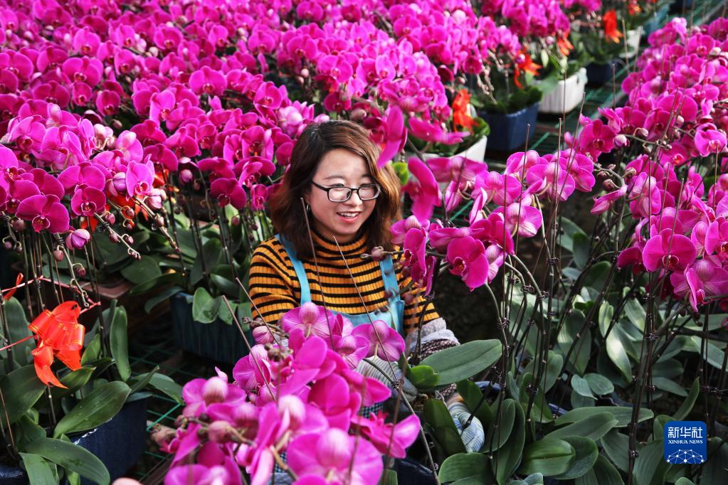 Phalaenopsis flowers in full blossom in Lintao, NW China