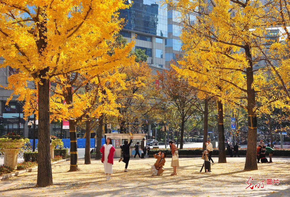 Encounter picturesque Autumn scenery in Shanghai